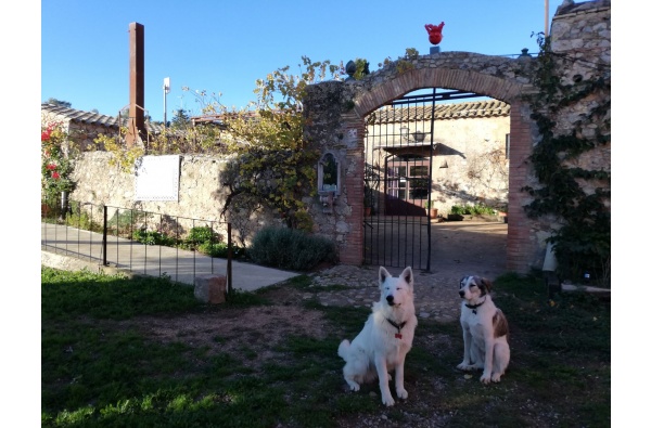 Mas del Llop Blanc. Allotjament rural - B&B Dogfriendly