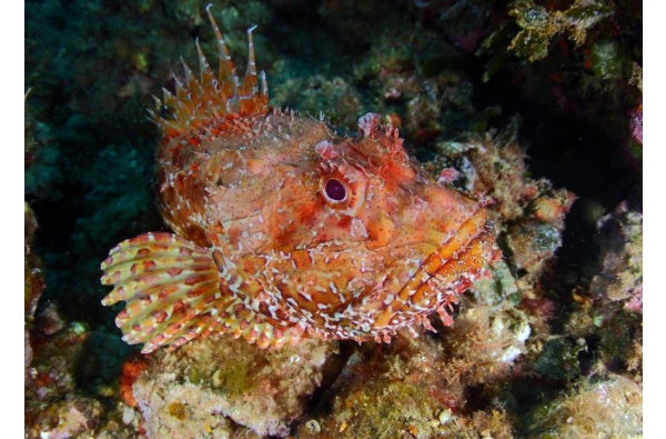 Plongée sous-marine