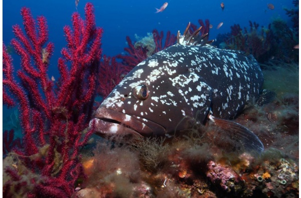 Plongée sous-marine