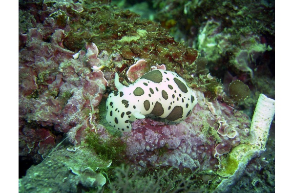 Plongée sous-marine