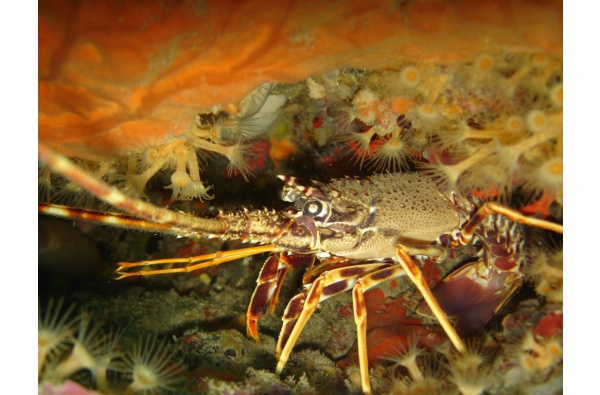 Plongée sous-marine